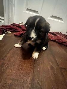 Australian shepherd  puppies ONLY 6 LEFT - Photo 6