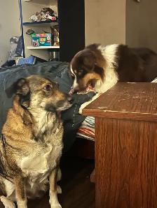 Australian shepherd  puppies ONLY 6 LEFT - Photo 7