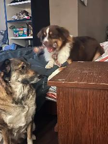 Australian shepherd  puppies ONLY 6 LEFT - Photo 8