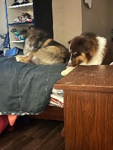 Australian shepherd  puppies ONLY 6 LEFT - Photo 9