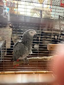 African Grey