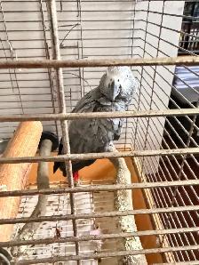 African Grey - Photo 2