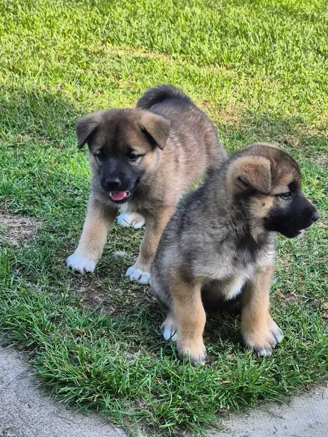 Norwegian Elkhound mix Puppies