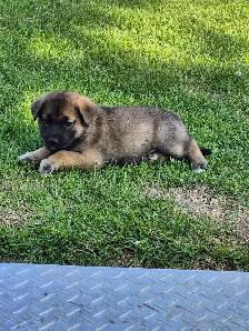 Norwegian Elkhound mix Puppies - Photo 2