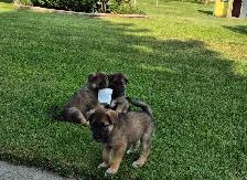 Norwegian Elkhound mix Puppies - Photo 3
