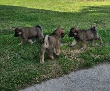 Norwegian Elkhound mix Puppies - Photo 4