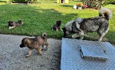 Norwegian Elkhound mix Puppies - Photo 5