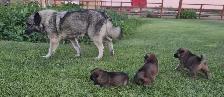 Norwegian Elkhound mix Puppies - Photo 6