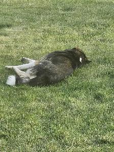Norwegian Elkhound mix Puppies - Photo 7