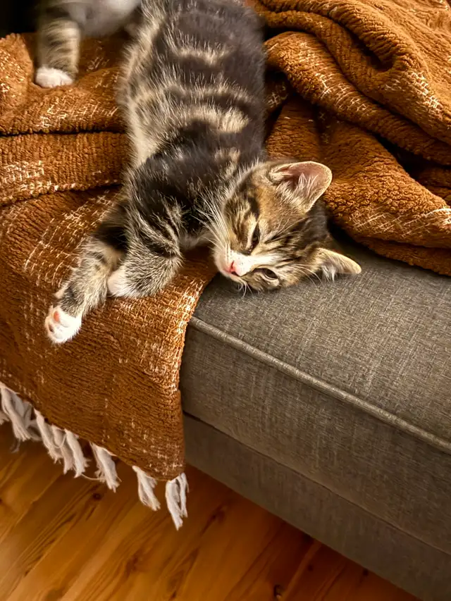 Kittens for sale