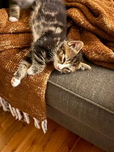 Kittens for sale