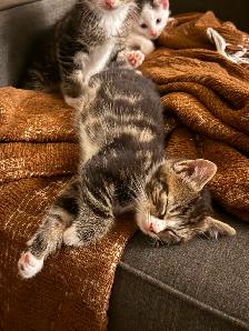 Kittens for sale - Photo 2