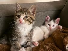 Kittens for sale - Photo 3