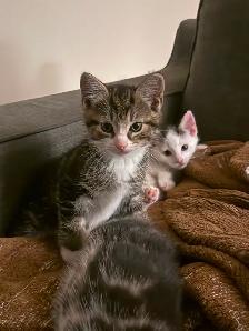 Kittens for sale - Photo 4