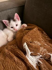 Kittens for sale - Photo 5
