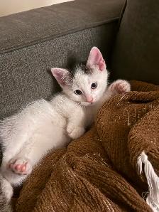 Kittens for sale - Photo 6