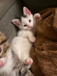Kittens for sale - Photo 7