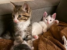 Kittens for sale - Photo 8