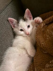 Kittens for sale - Photo 9