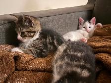 Kittens for sale - Photo 10