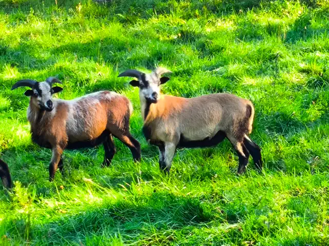 American Blackbelly Rams.