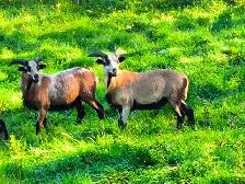 American Blackbelly Rams.