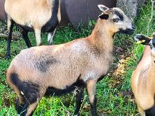 Amercan Blackbelly Ewe