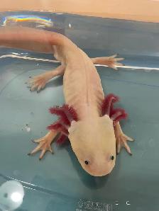 Male Axolotl