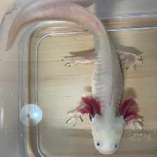 Male Axolotl - Photo 2