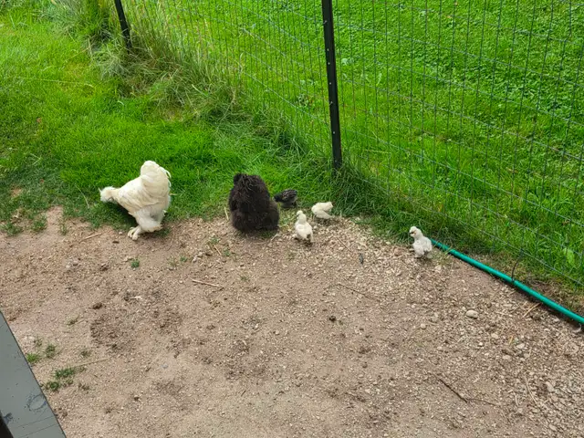 Flock of Docile Fancy Silkie Bantam Hen, Rooster, 4 Cute Chicks