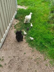 Flock of Docile Fancy Silkie Bantam Hen, Rooster, 4 Cute Chicks - Photo 2