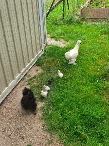 Flock of Docile Fancy Silkie Bantam Hen, Rooster, 4 Cute Chicks - Photo 3