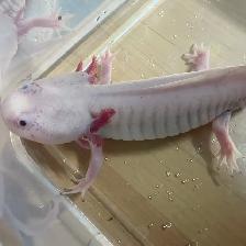 2 Male Axolotls