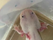 2 Male Axolotls - Photo 2