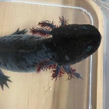 Female Axolotl
