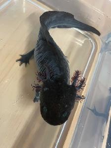 Female Axolotl - Photo 2