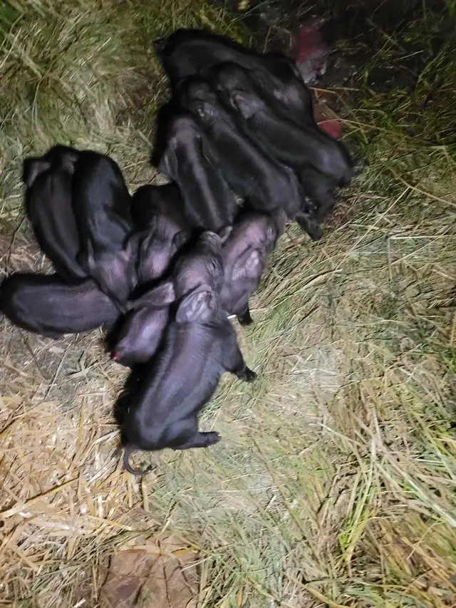 Pure bred English large black piglets!