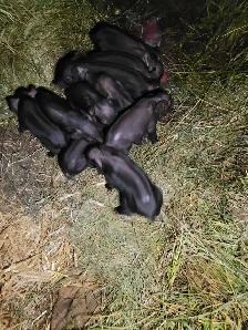 Pure bred English large black piglets! - Photo 2