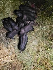 Pure bred English large black piglets! - Photo 3