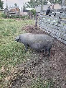Pure bred English large black piglets! - Photo 4