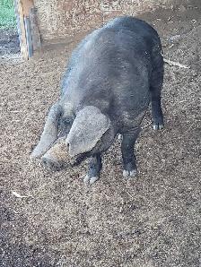 Pure bred English large black piglets! - Photo 5