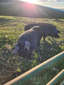 Pure bred English large black piglets! - Photo 6