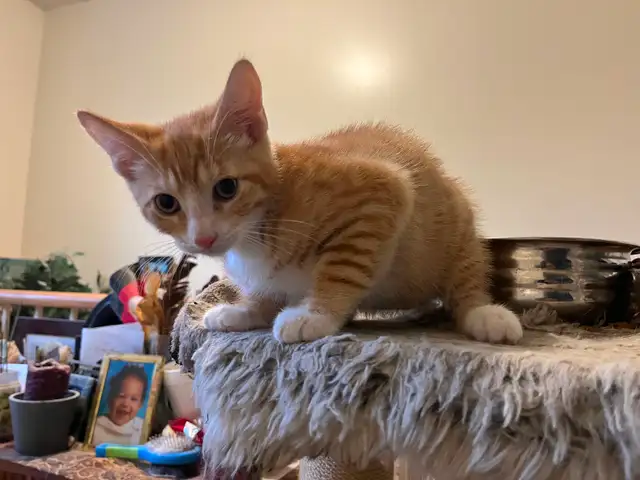 Last kitten available for rehoming
