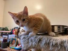 Last kitten available for rehoming