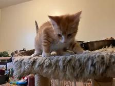 Last kitten available for rehoming - Photo 2