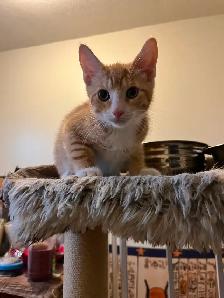 Last kitten available for rehoming - Photo 3