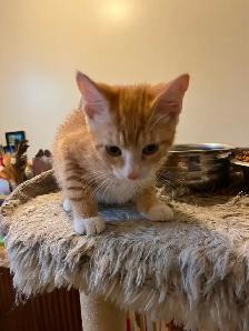 Last kitten available for rehoming - Photo 4