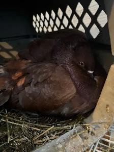 fantail pigeons
