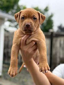 pure-bred puppies available (Vaccinated and dewormed)