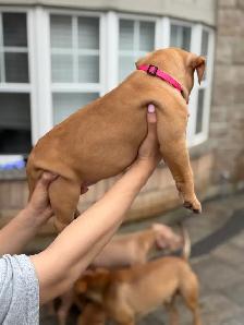 pure-bred puppies available (Vaccinated and dewormed) - Photo 2